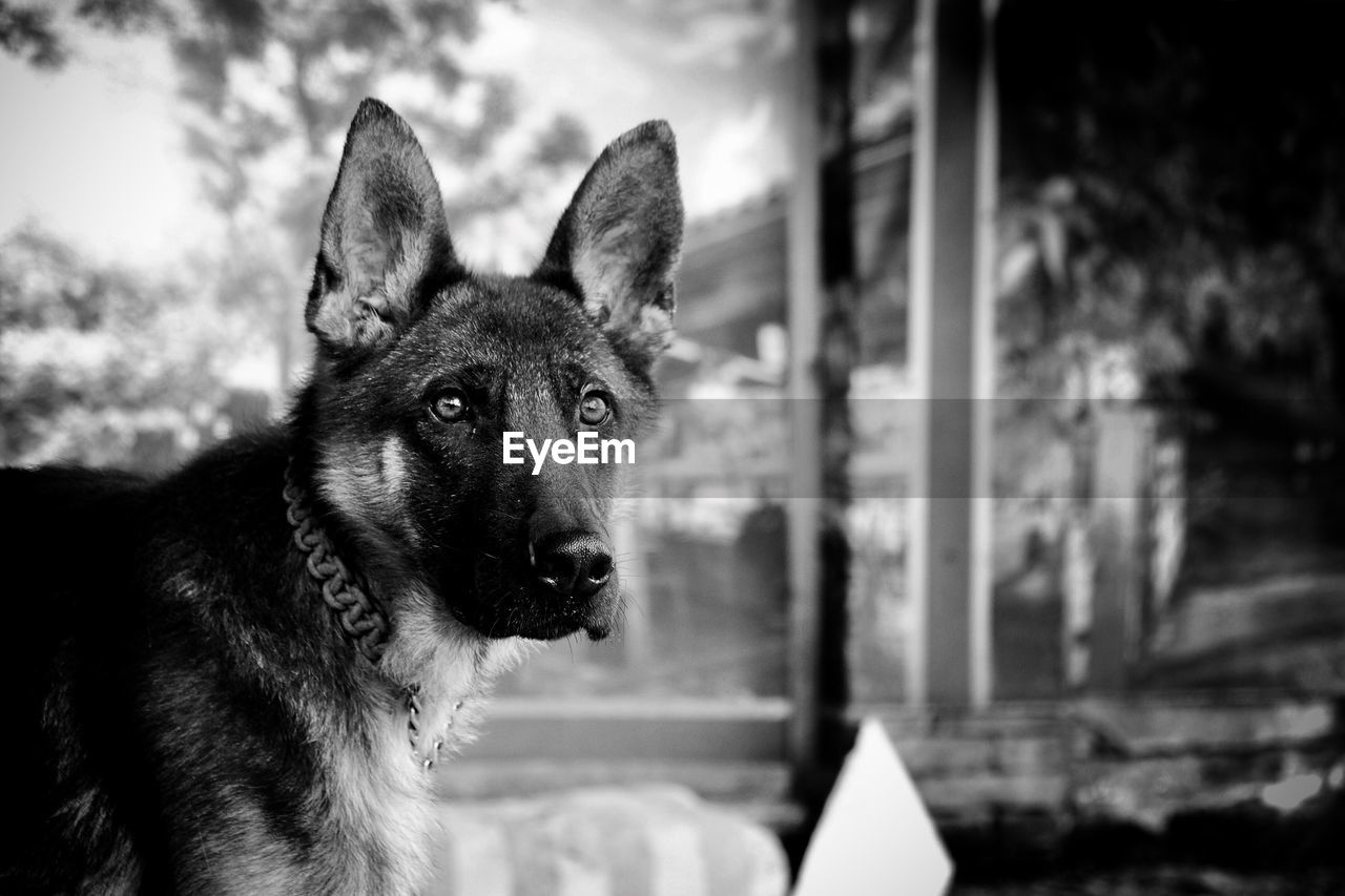 CLOSE-UP PORTRAIT OF BLACK DOG