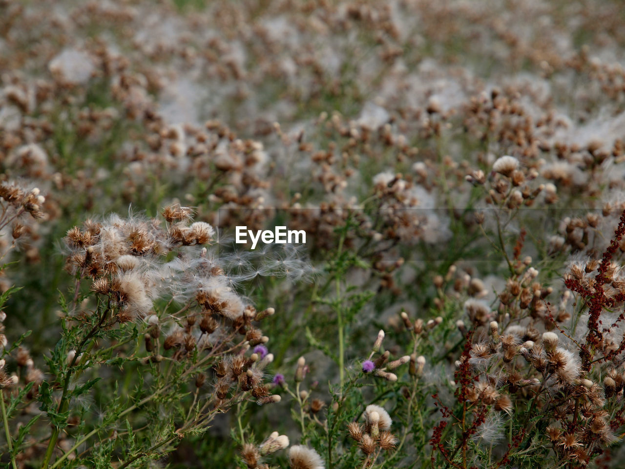 High angle view of flowering plants on field