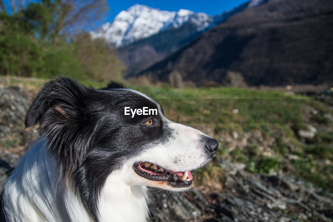 Close-up of dog looking away