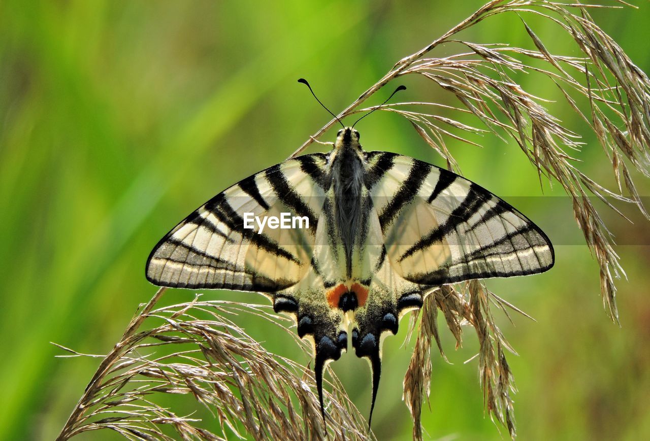 Close-up of butterfly on plant