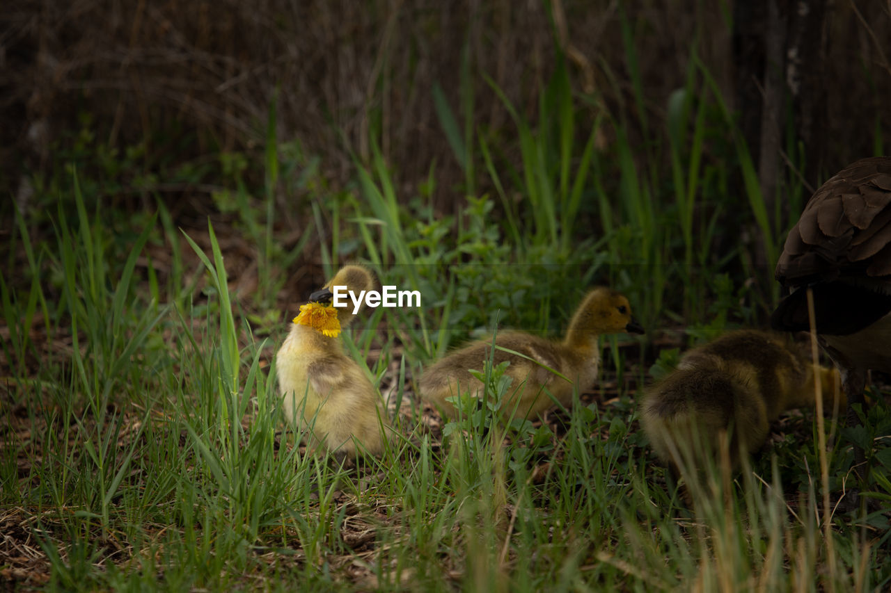 VIEW OF BIRDS IN FIELD