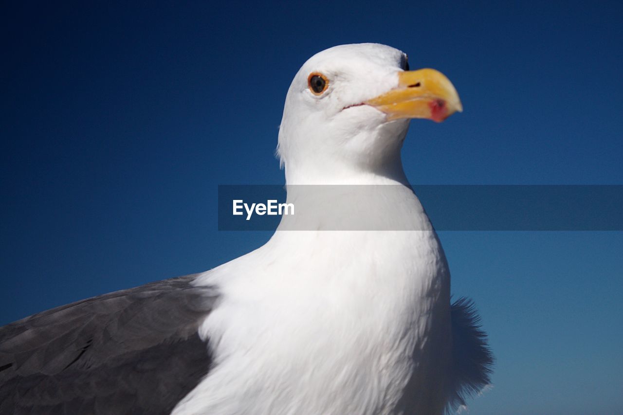 LOW ANGLE VIEW OF SEAGULL AGAINST BLUE SKY