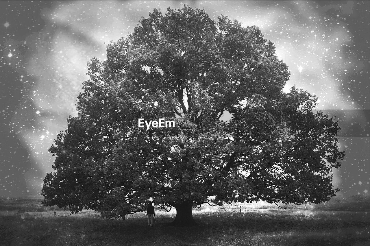 TREES ON FIELD AGAINST SKY