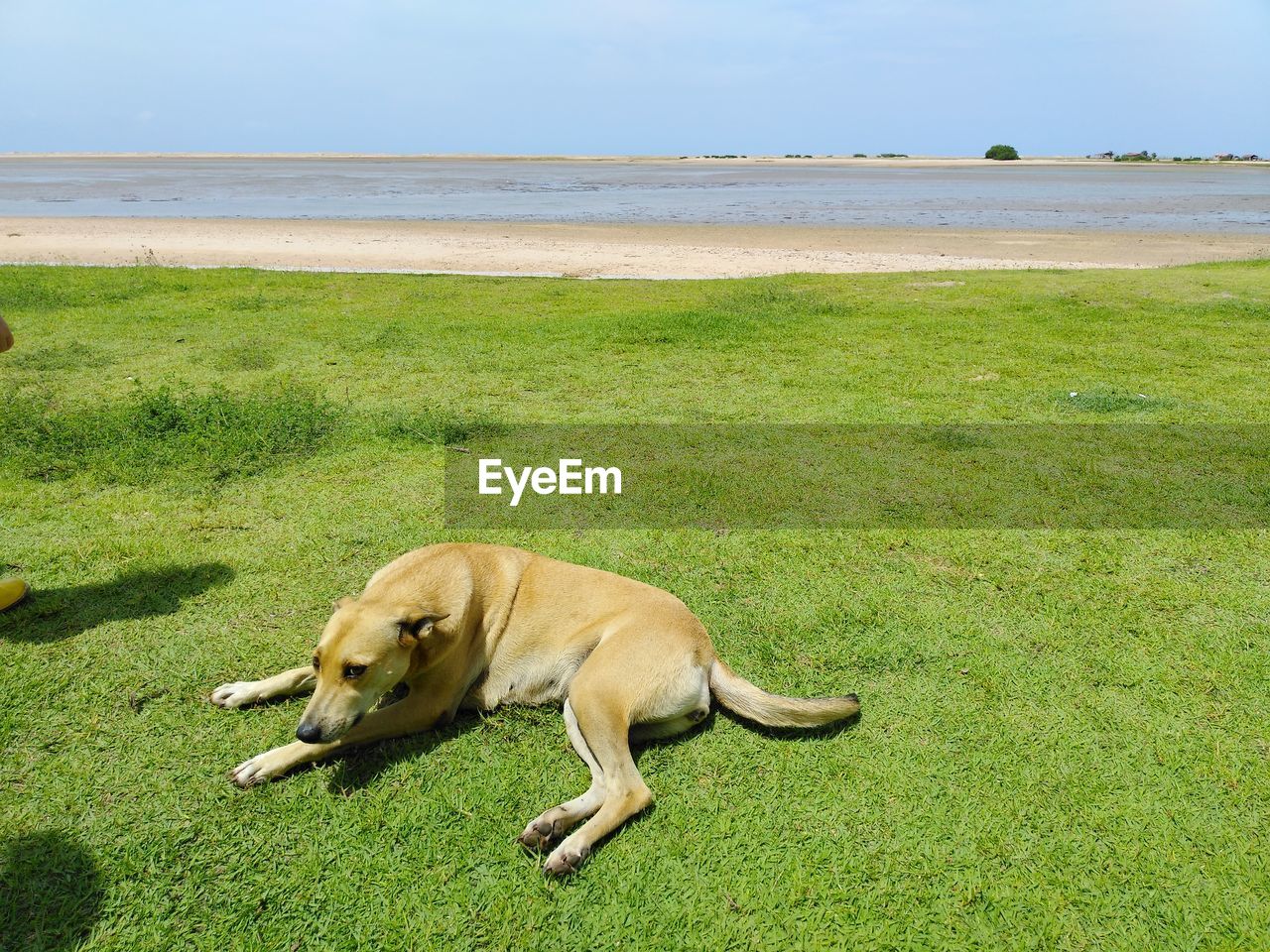 A dog lying on a lawn near a beach in a sunny day