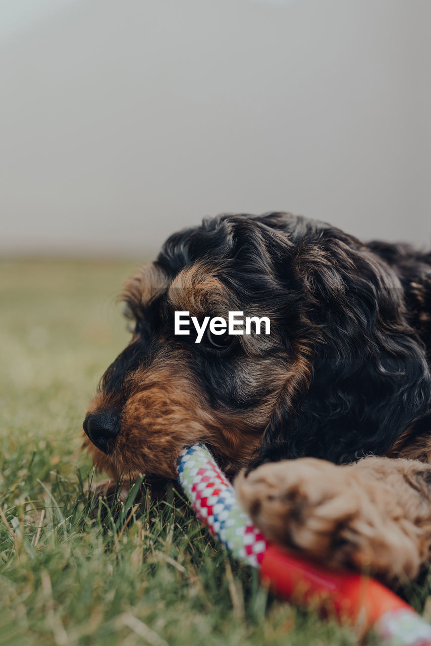 Close up of a cute two month old cockapoo puppy playing with a rubber and rope toy in a garden.