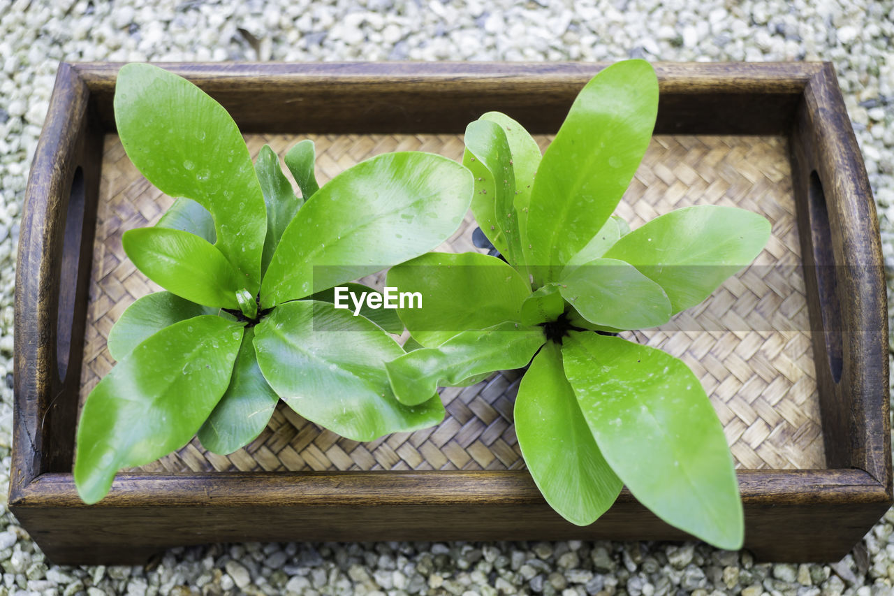 HIGH ANGLE VIEW OF LEAVES IN POT ON TABLE