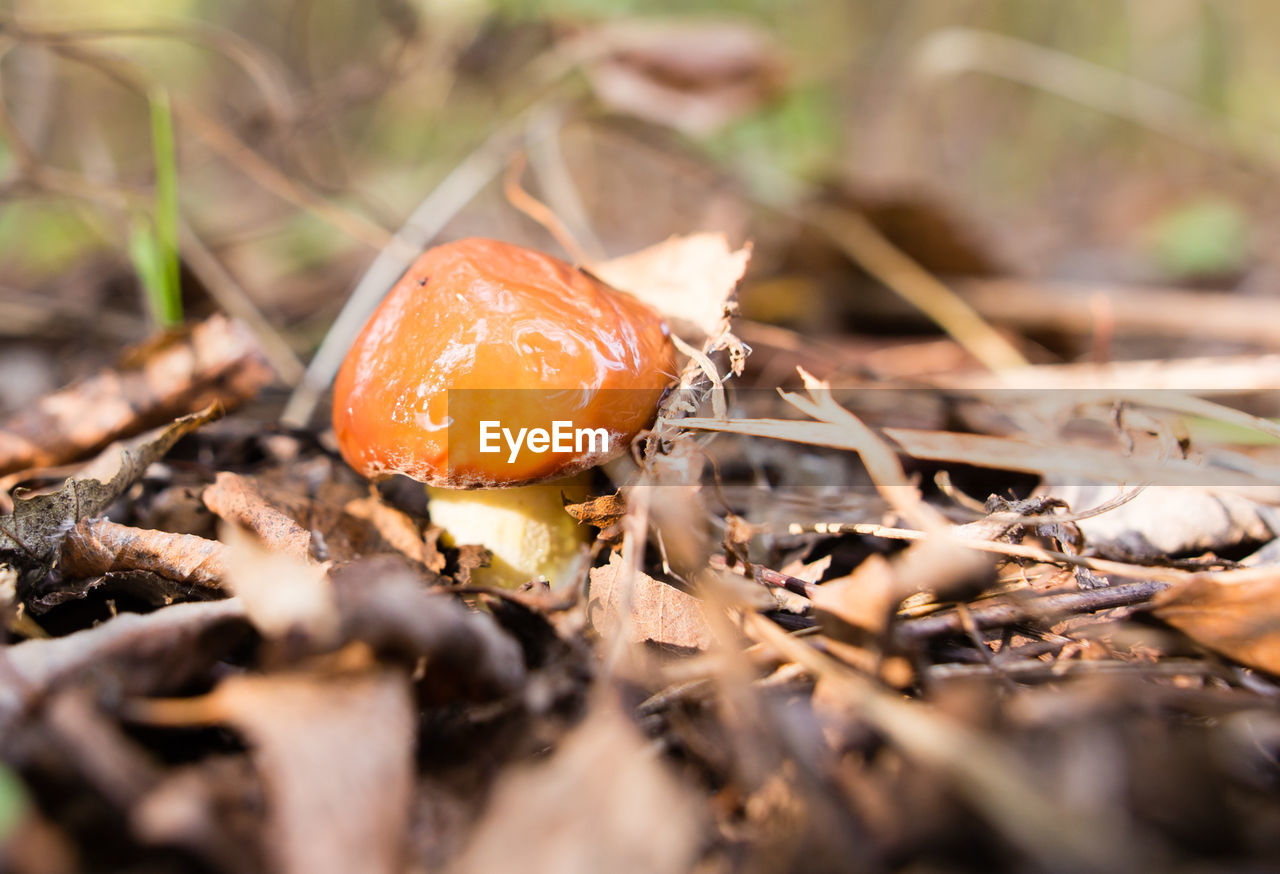 Close-up of mushroom growing on field
