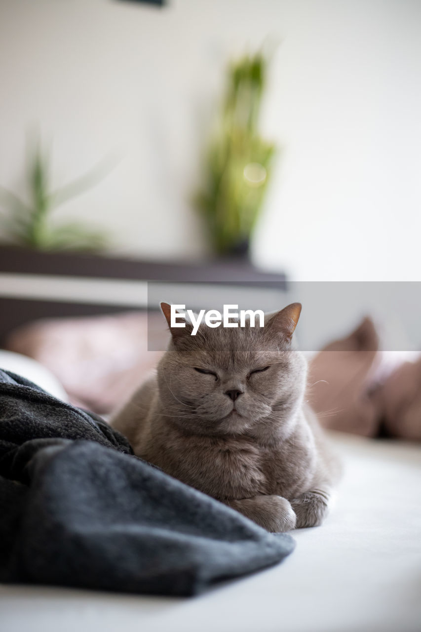 Close-up of cat lying on bed at home