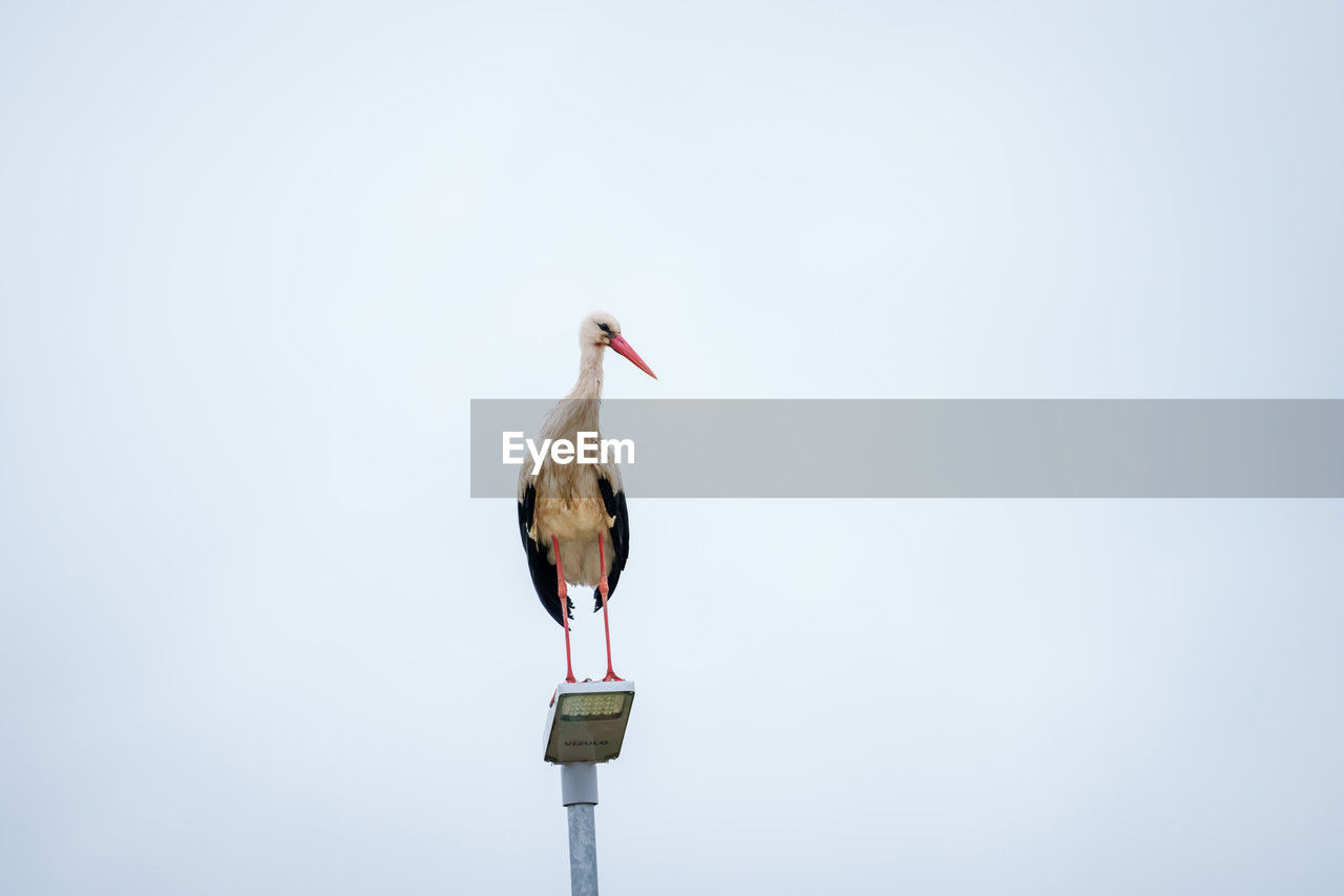 bird, animal themes, animal, stork, animal wildlife, ciconiiformes, wildlife, one animal, no people, white stork, nature, copy space, sky, day, perching, beak, full length, outdoors, animal body part, low angle view, clear sky