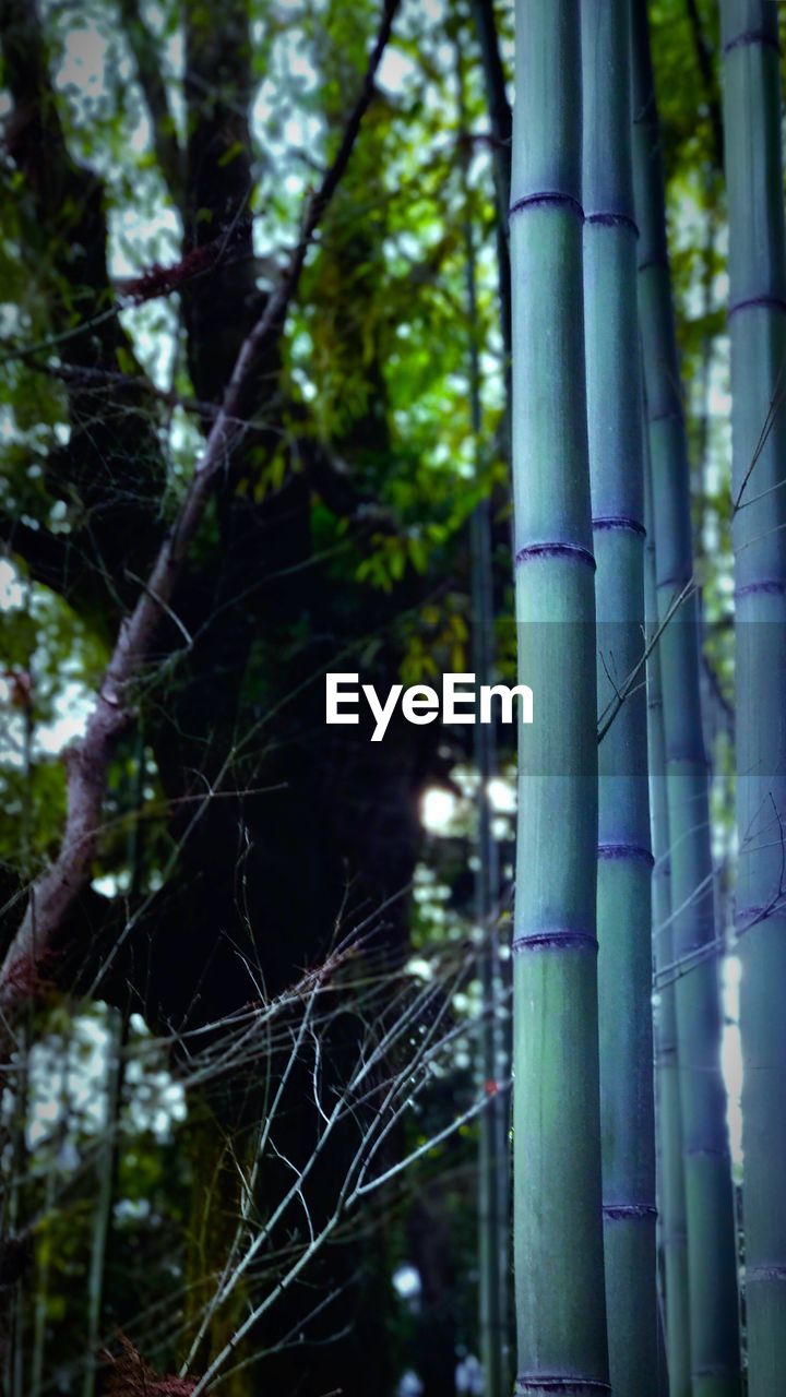 CLOSE-UP LOW ANGLE VIEW OF TREE IN FOREST