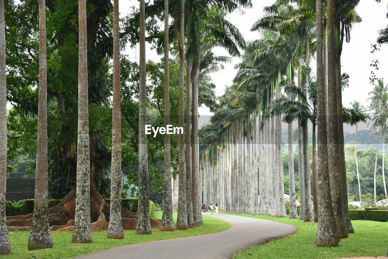 VIEW OF PALM TREES IN PARK