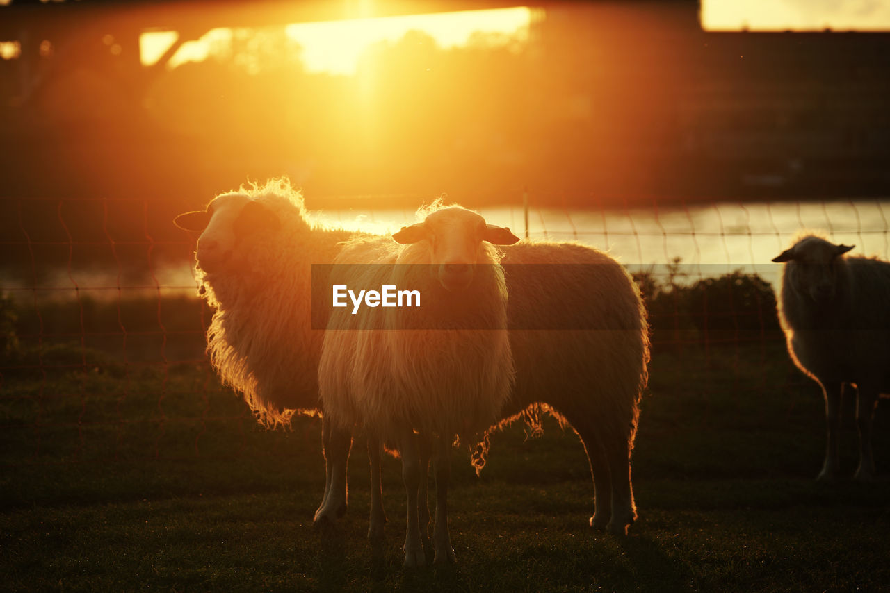 View of sheep in field