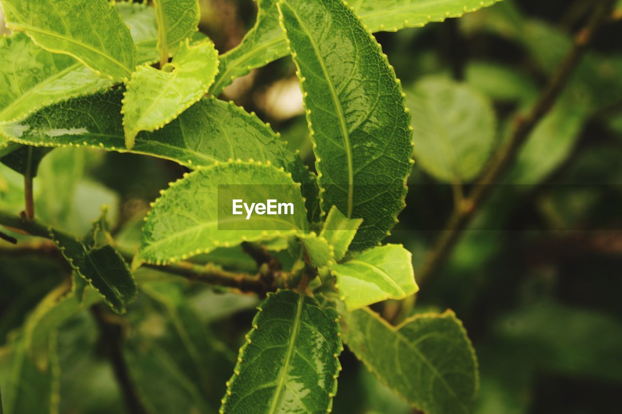 CLOSE-UP OF LEAVES