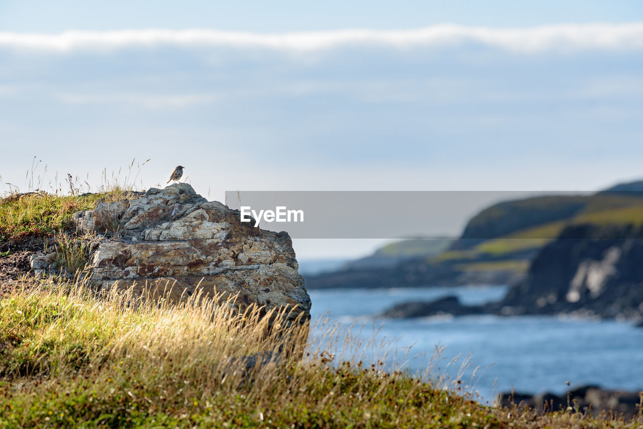 BIRD PERCHING ON ROCK IN SEA