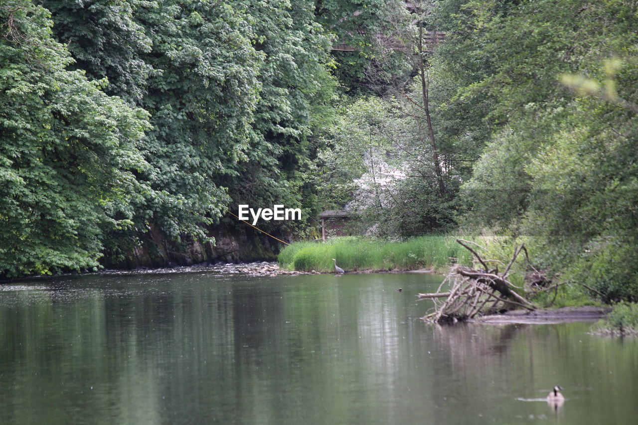 SCENIC VIEW OF LAKE AMIDST TREES IN FOREST