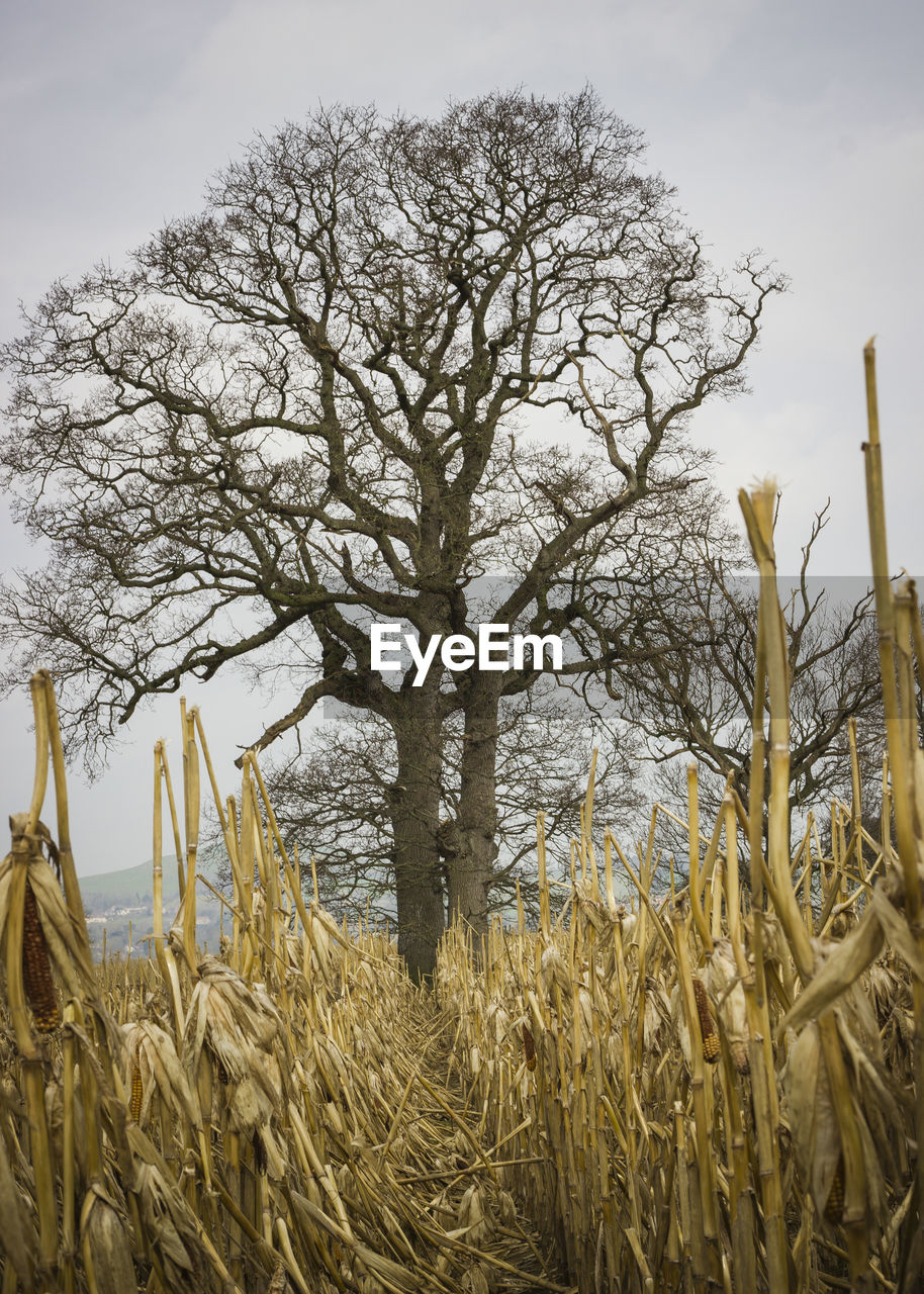 TREES ON FIELD AGAINST SKY