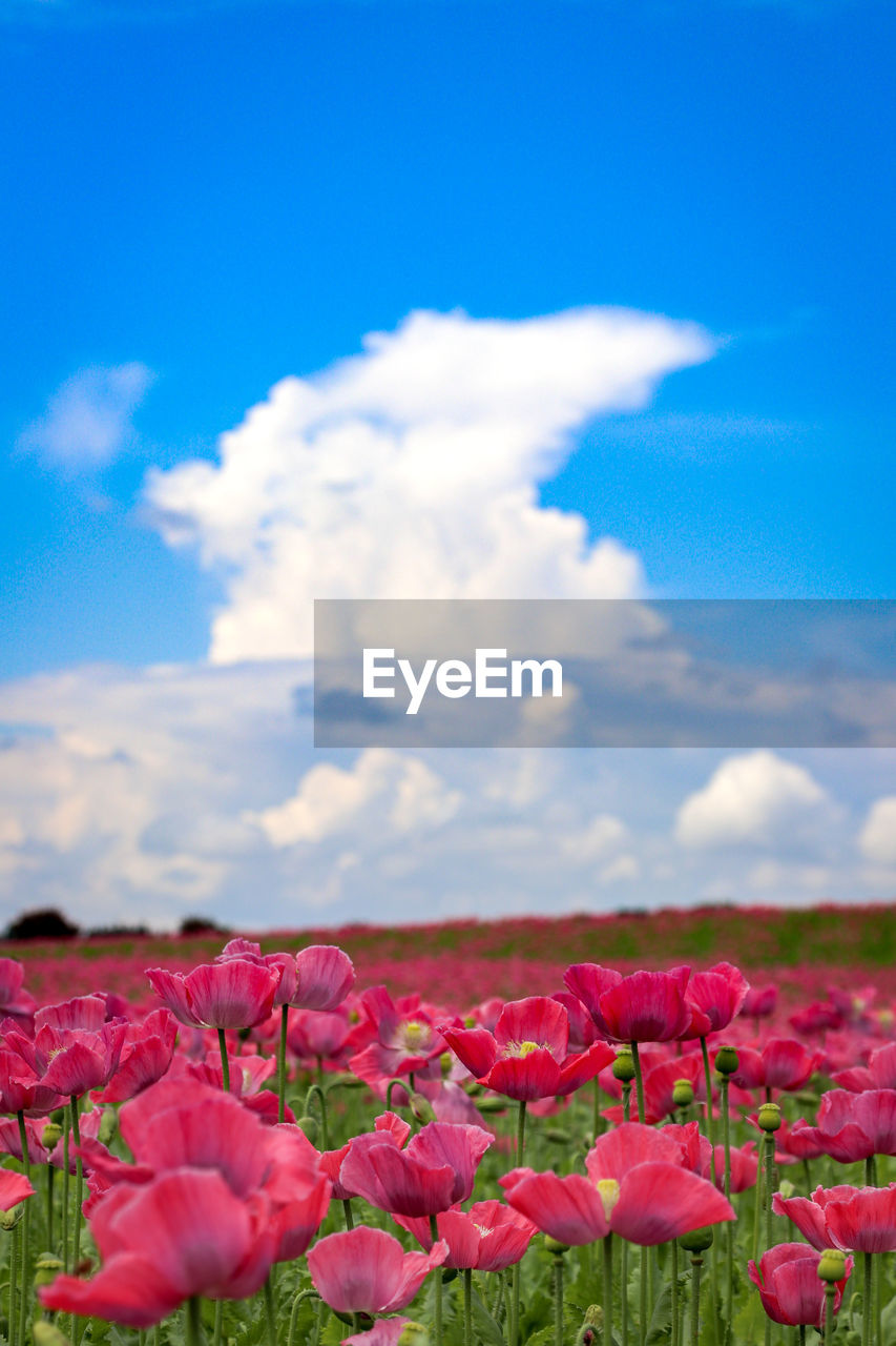 CLOSE-UP OF PINK FLOWERING PLANTS ON FIELD