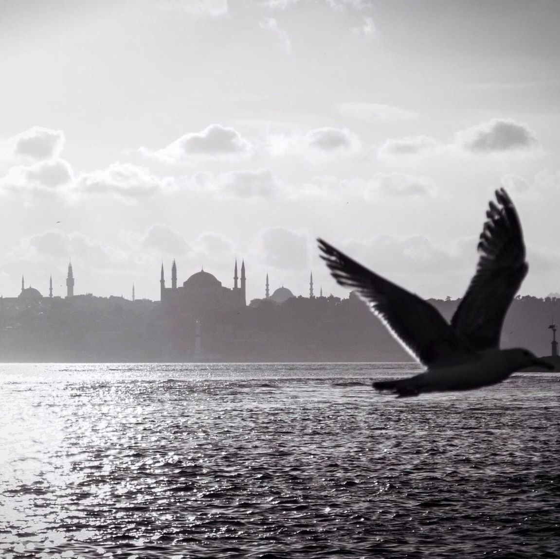 Bird flying over sea