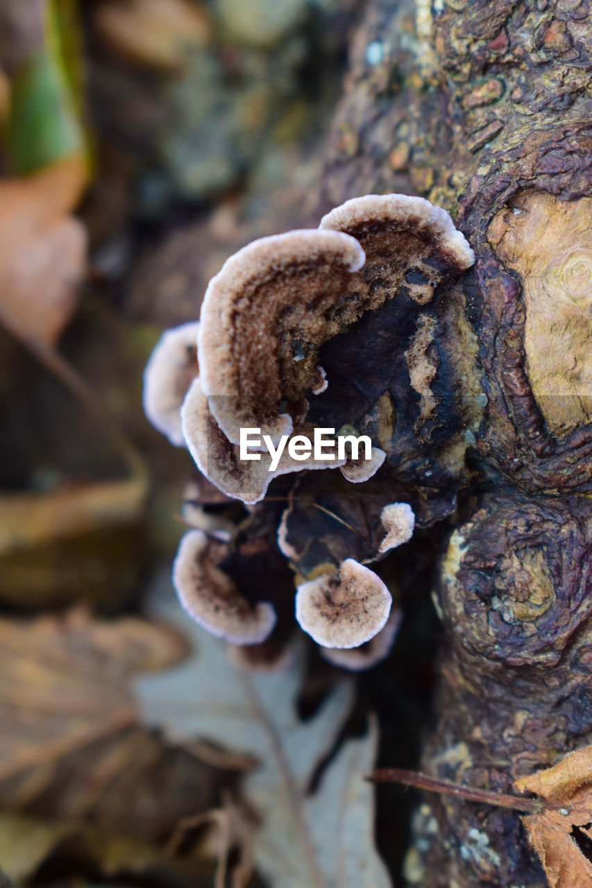 CLOSE-UP OF MUSHROOM GROWING ON TREE TRUNK