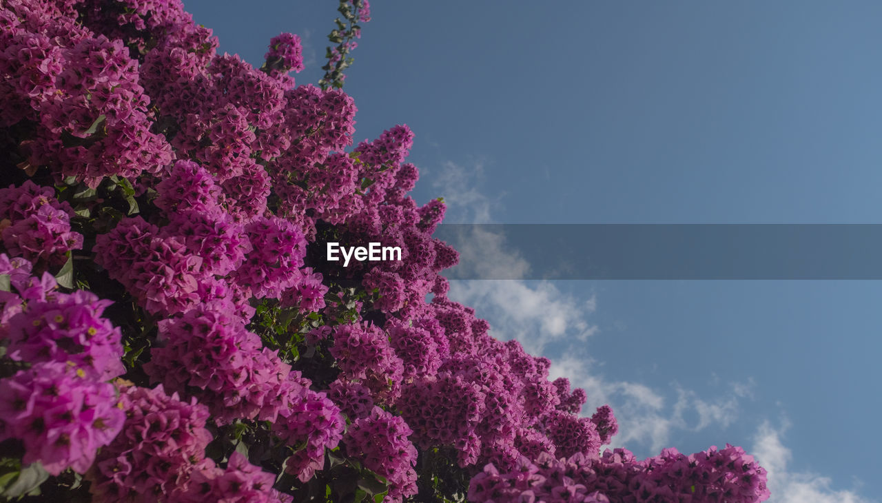 Low angle view of pink flowering plant against sky