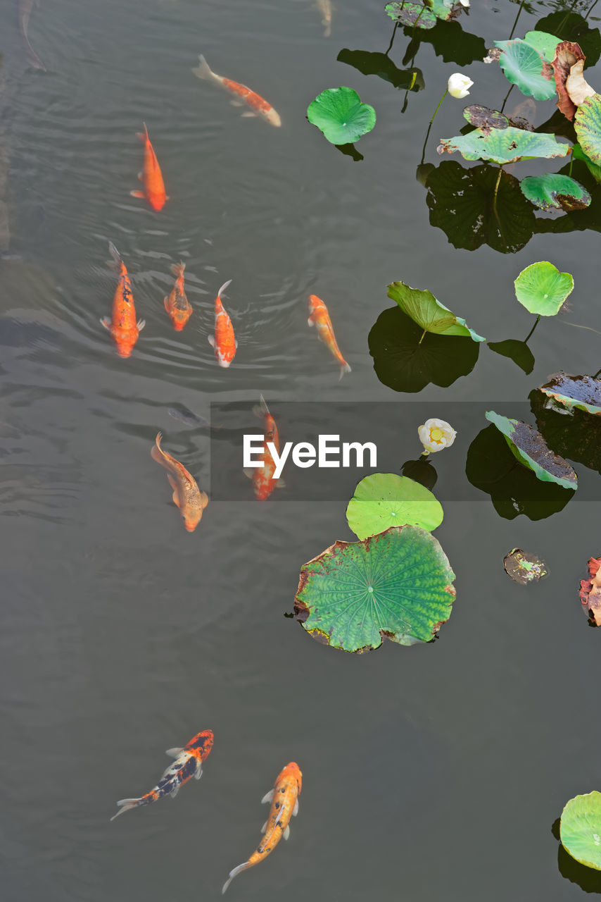 High angle view of koi fishes swimming in lake