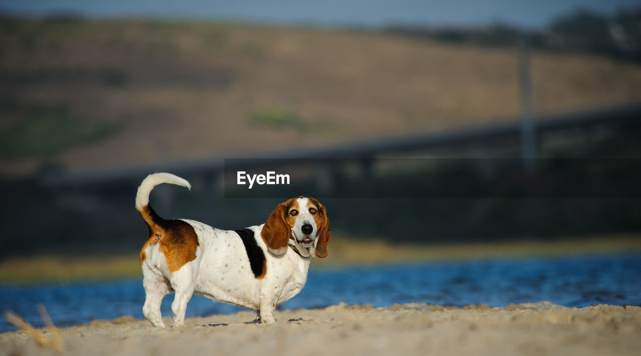 Portrait of basset hound dog standing on beach