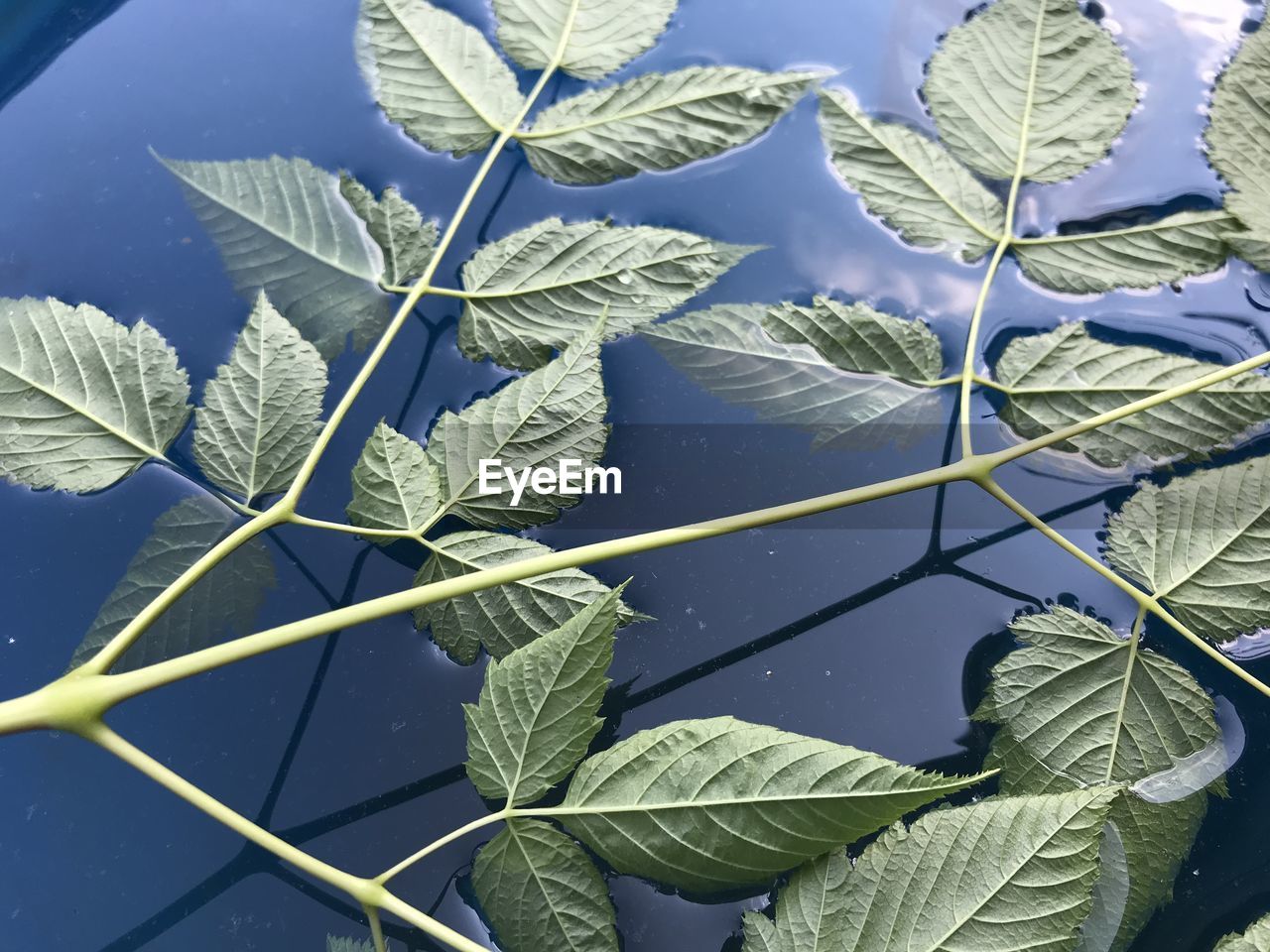 CLOSE-UP OF LEAVES IN WATER