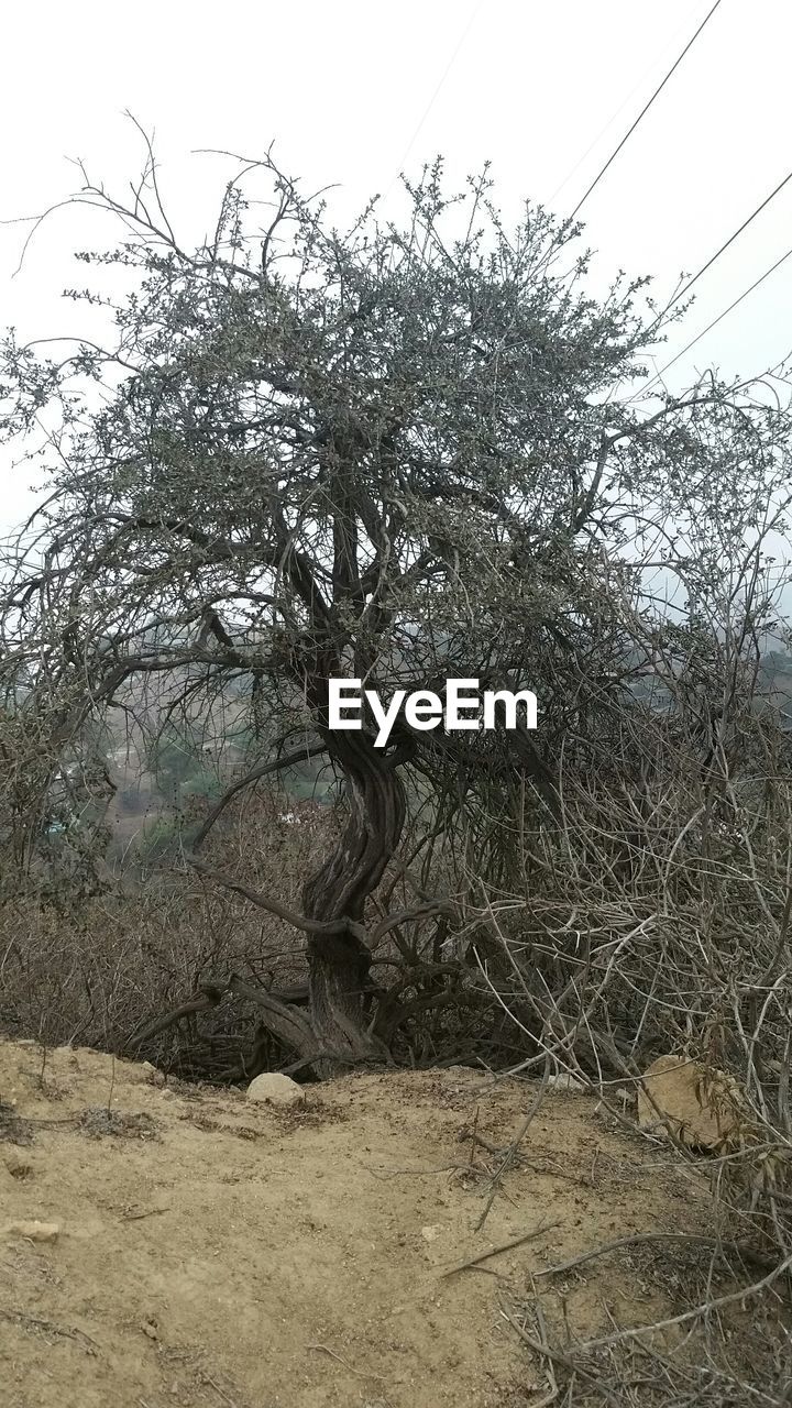 VIEW OF TREES ON LANDSCAPE