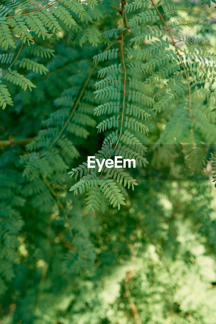 CLOSE-UP OF FERN LEAVES ON TREE