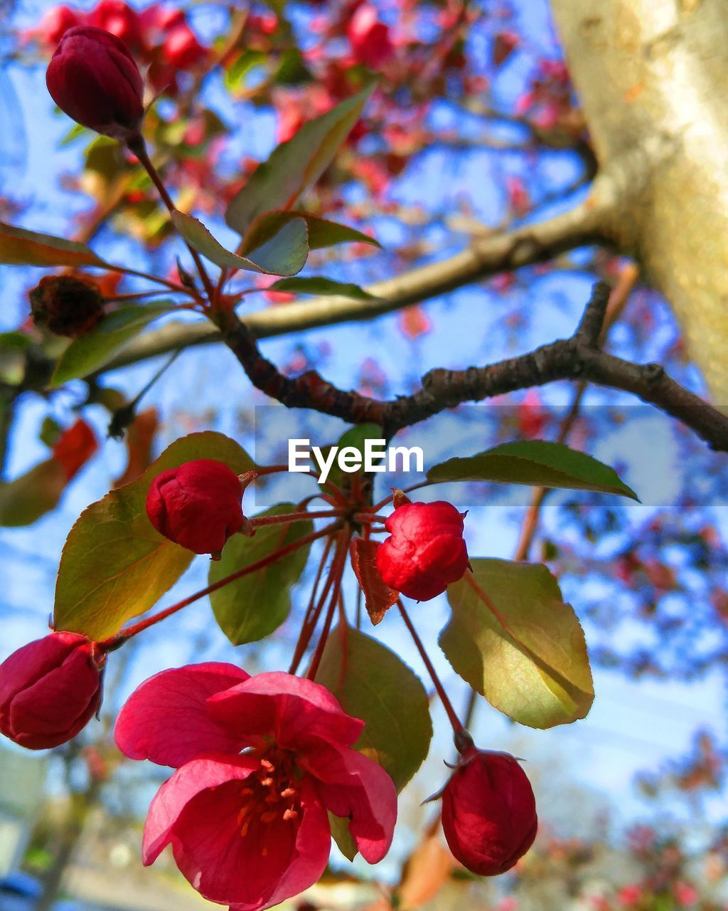 Close-up of red flowers blooming in park