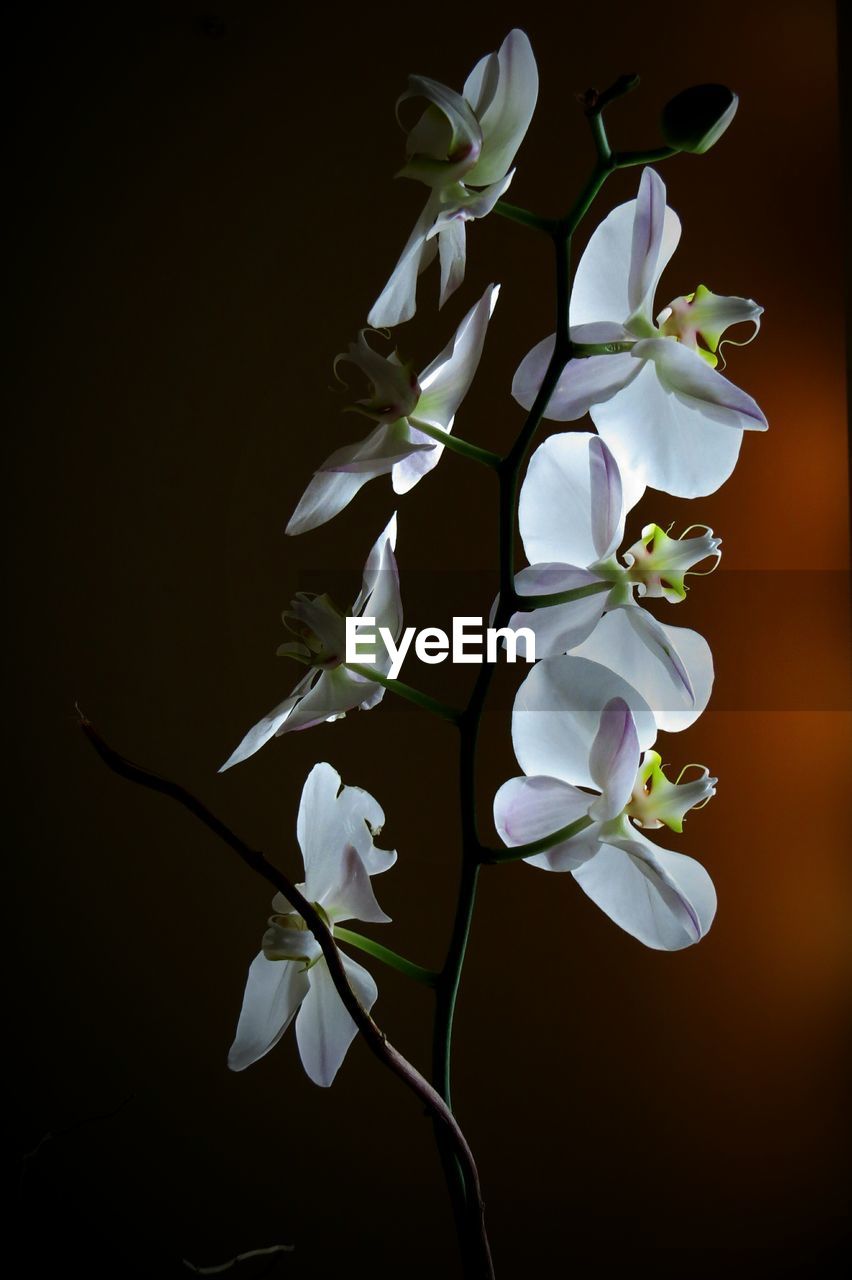 CLOSE-UP OF WHITE FLOWERS BLOOMING IN PARK