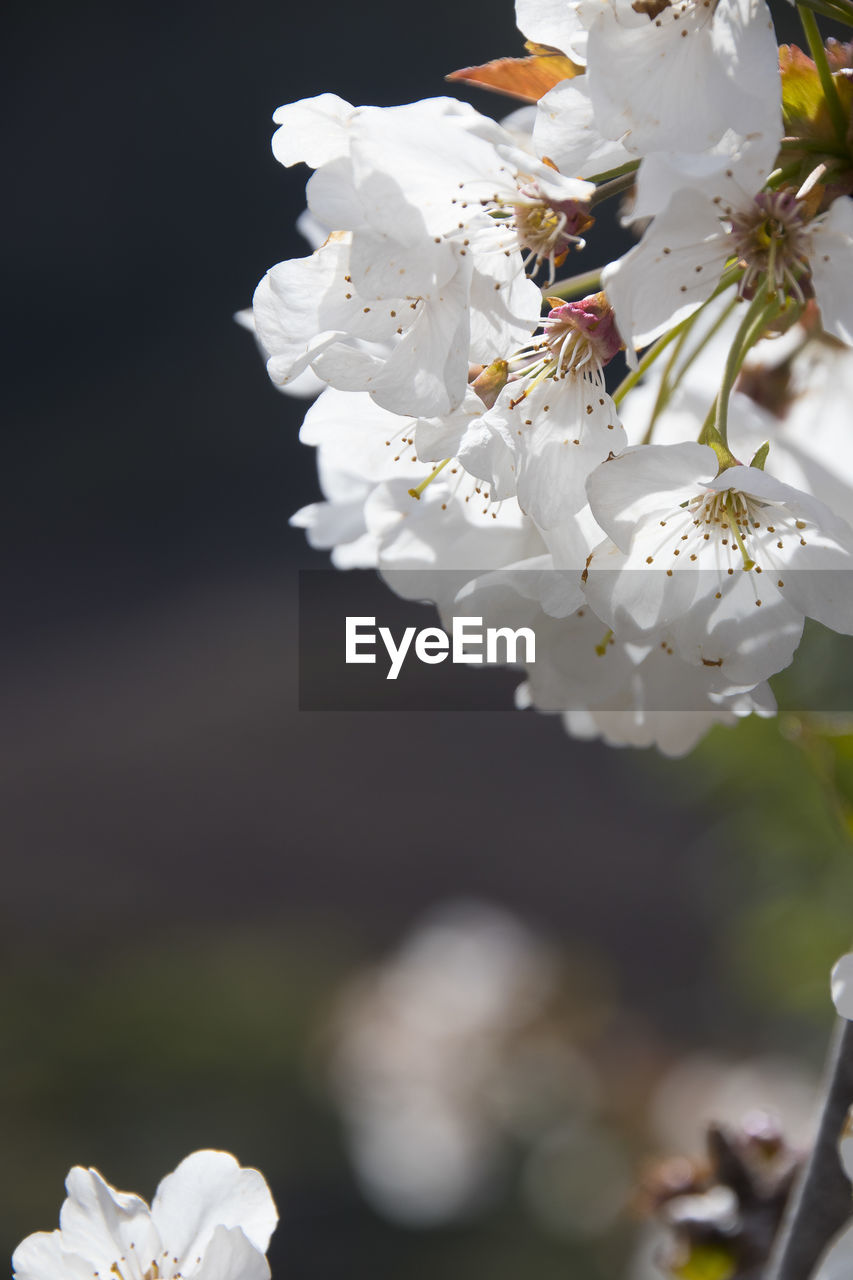 CLOSE-UP OF WHITE CHERRY BLOSSOM FLOWERS