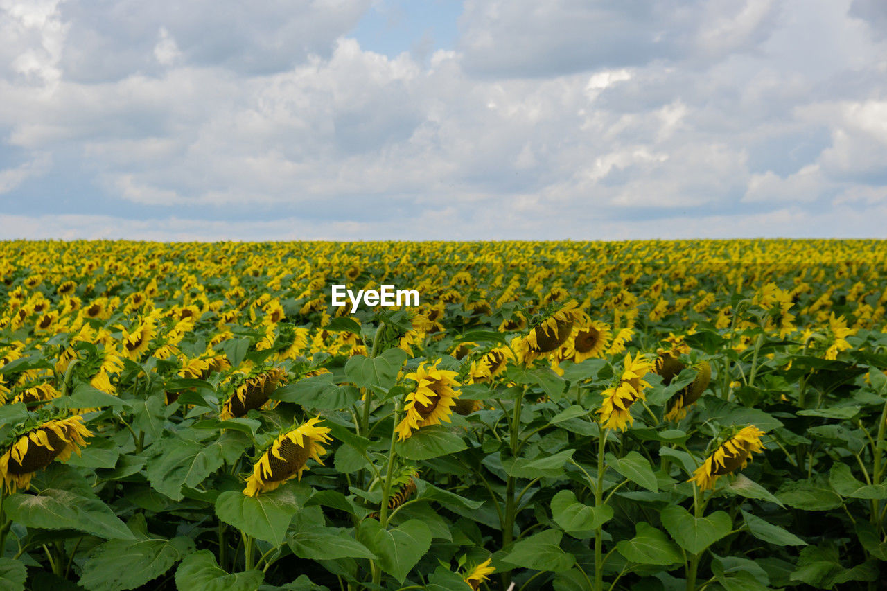 scenic view of sunflower field