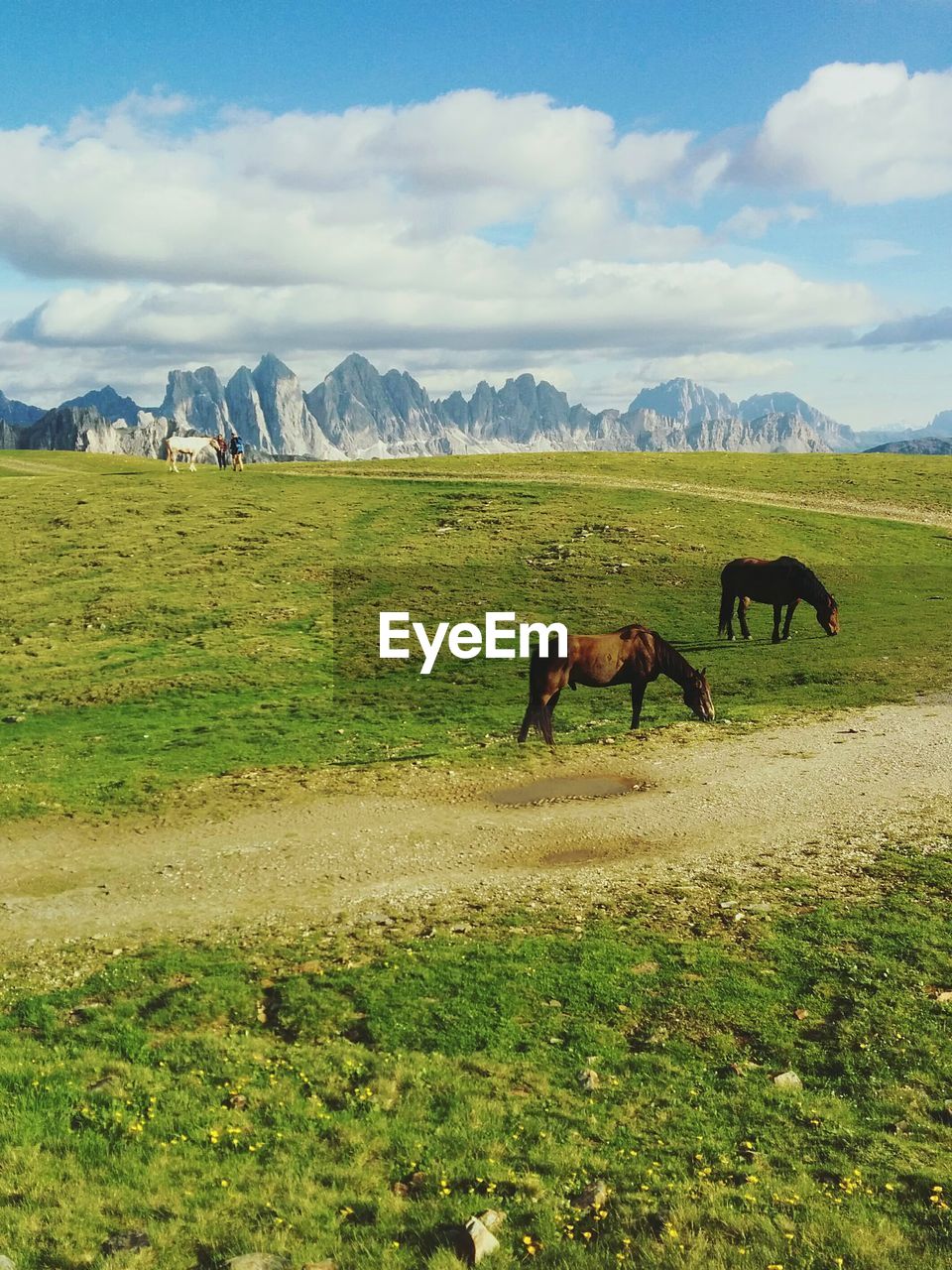 Horses grazing on field against cloudy sky