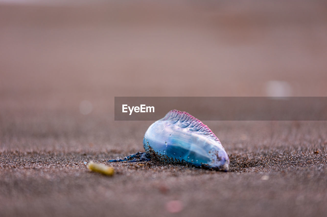 Portuguese man-o-war, dangerous jellyfish, strange animals, azores islands.