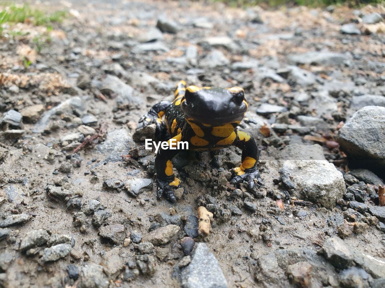 Close-up of amphibian on rock