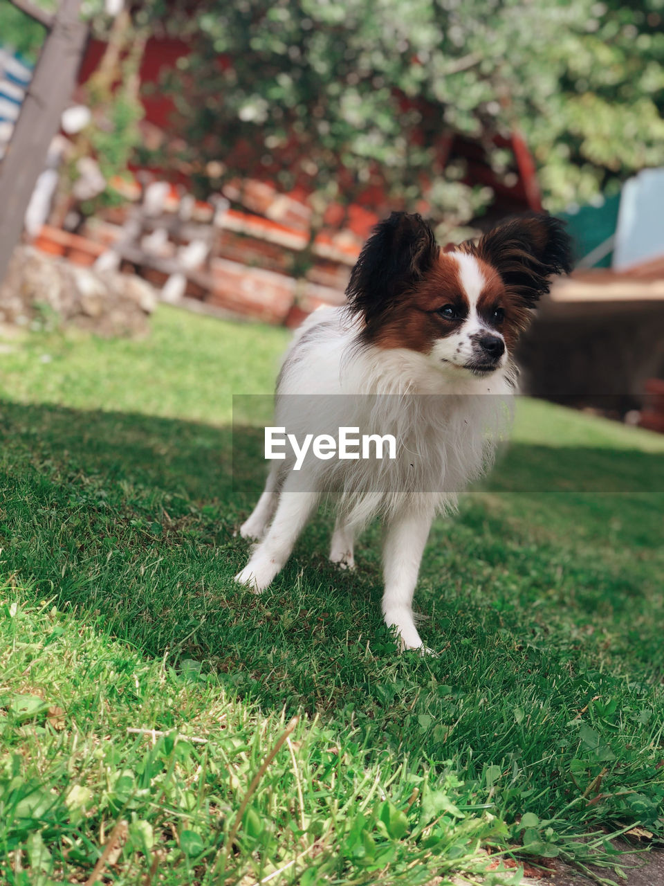 SMALL DOG RUNNING ON GRASS