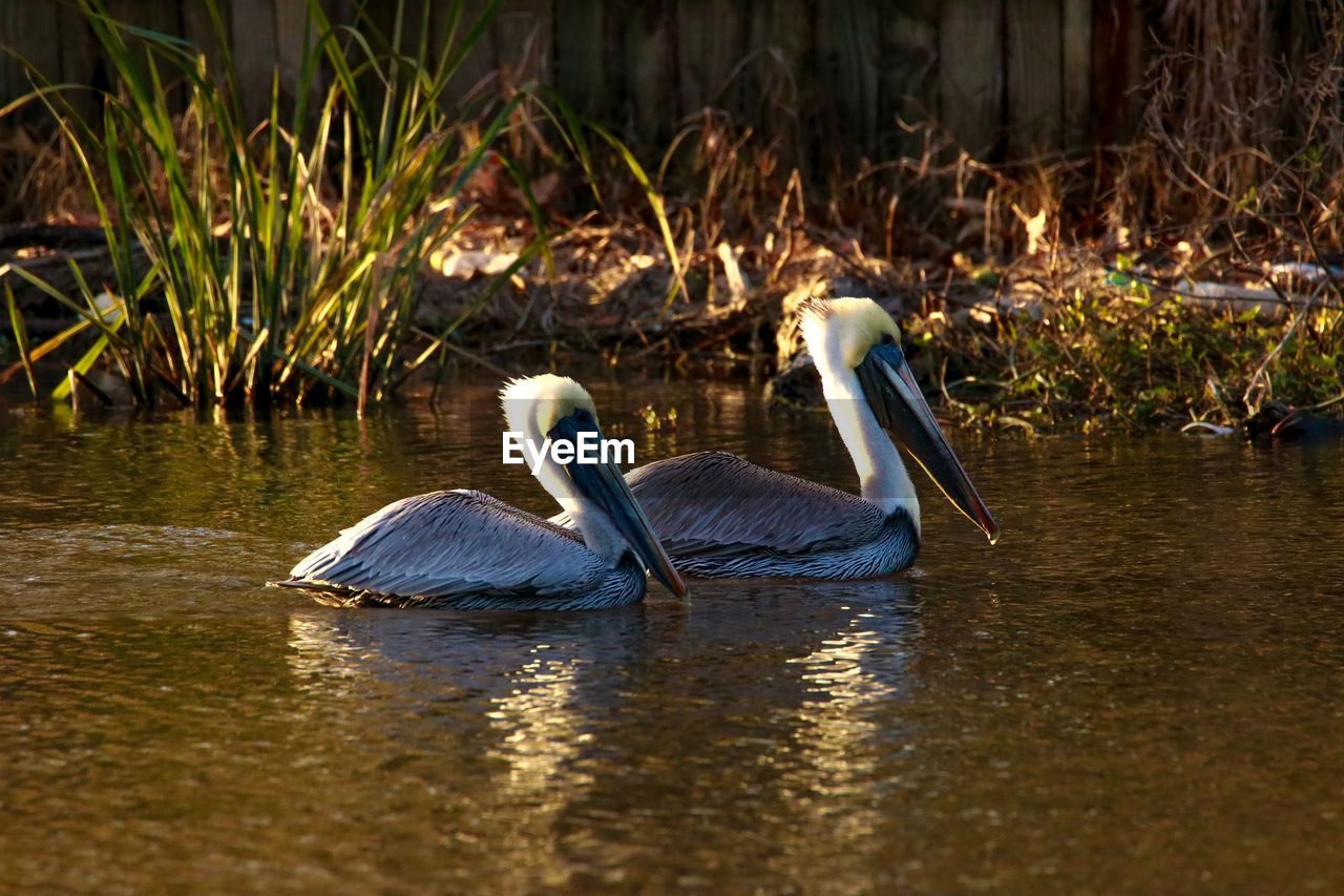 SWAN SWIMMING ON LAKE