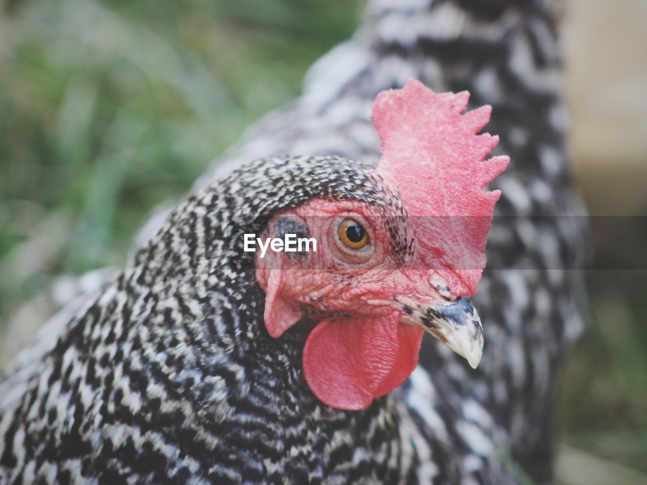 Close-up of hen outdoors