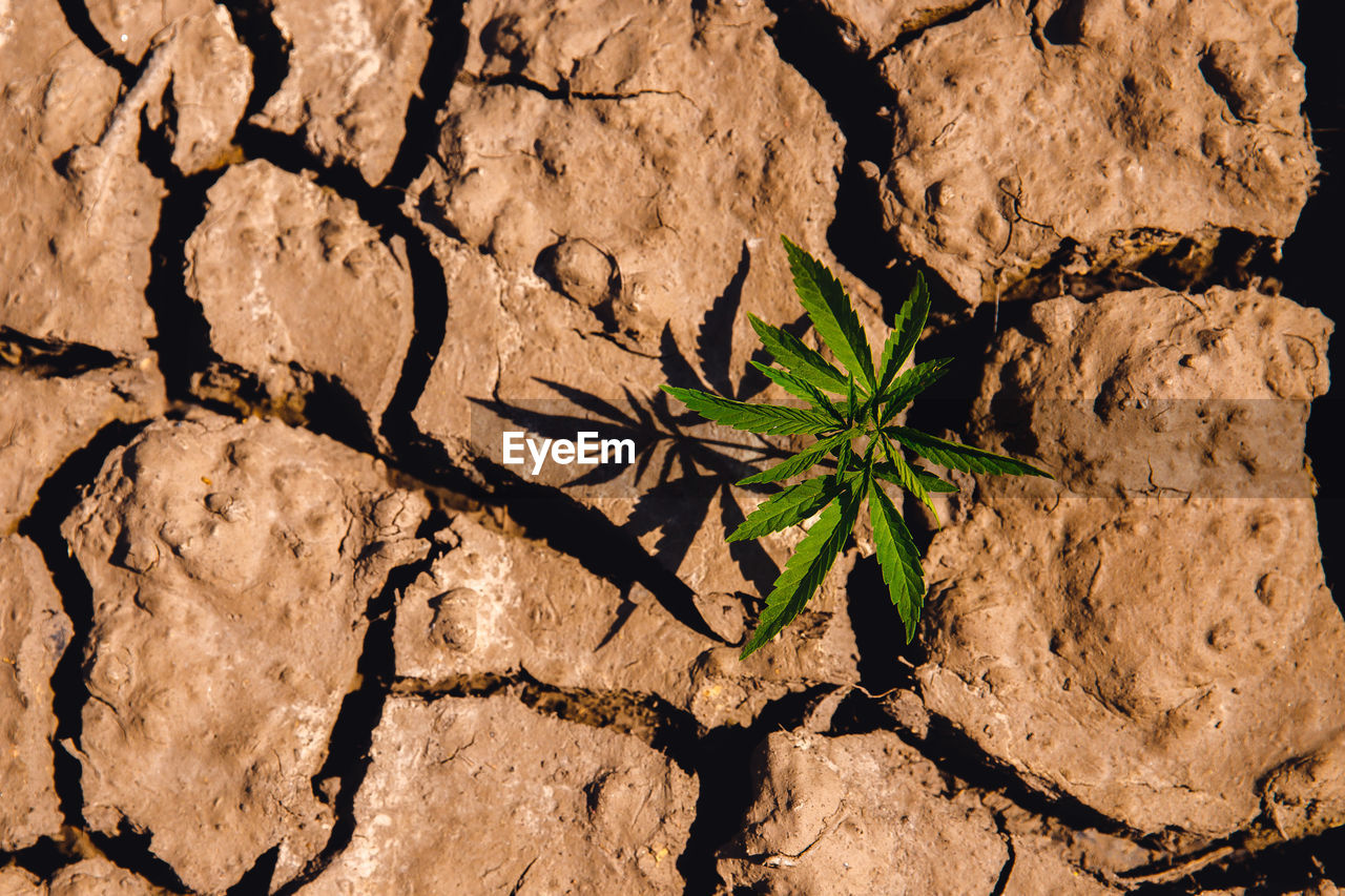 HIGH ANGLE VIEW OF PLANT GROWING ON ROCKS