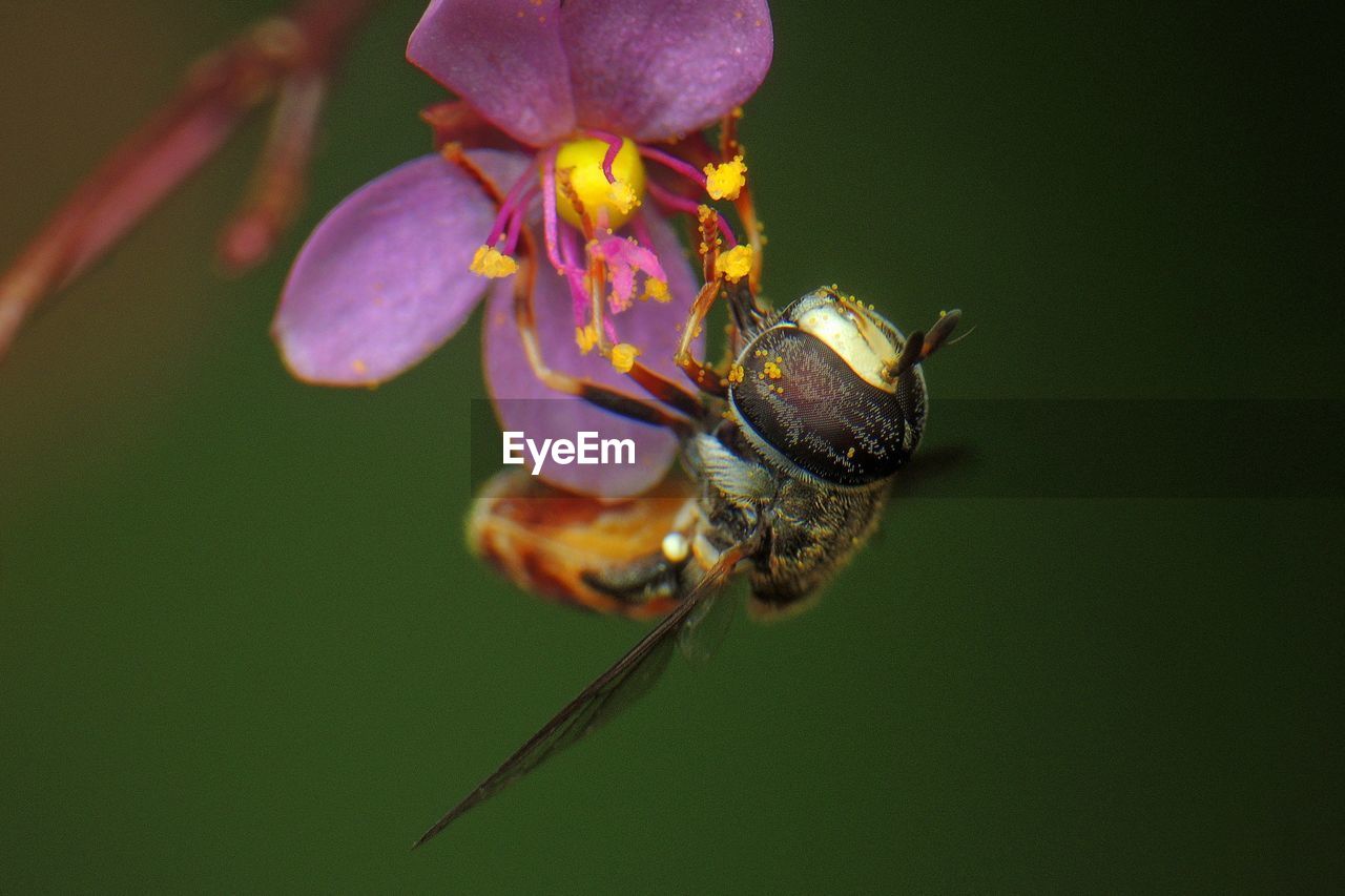 Macro shot of bee pollinating on purple flower
