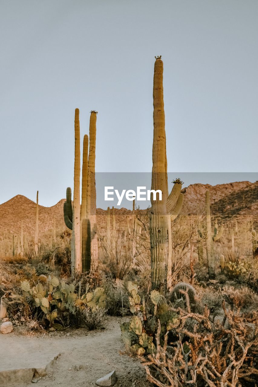 Scenic view of saguaro desert