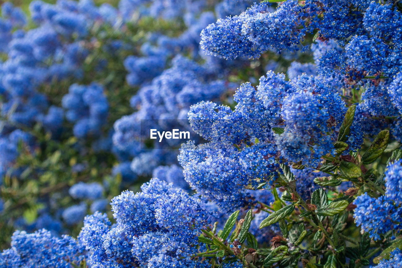 Ceanothus with blue flowers in early summer.