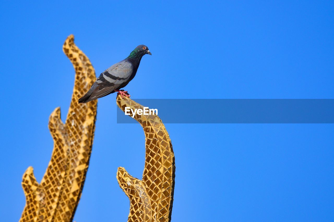 LOW ANGLE VIEW OF BIRD PERCHING ON BRANCH