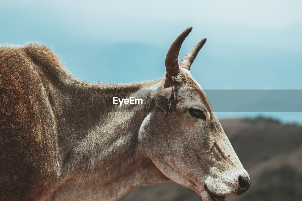 Close-up of a cow against the sky