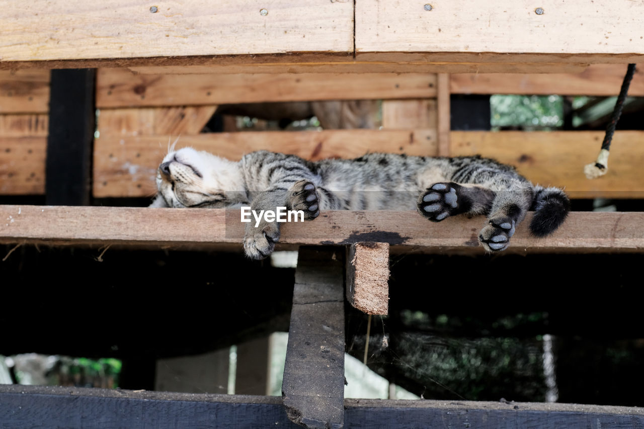 VIEW OF CAT RESTING ON WOOD