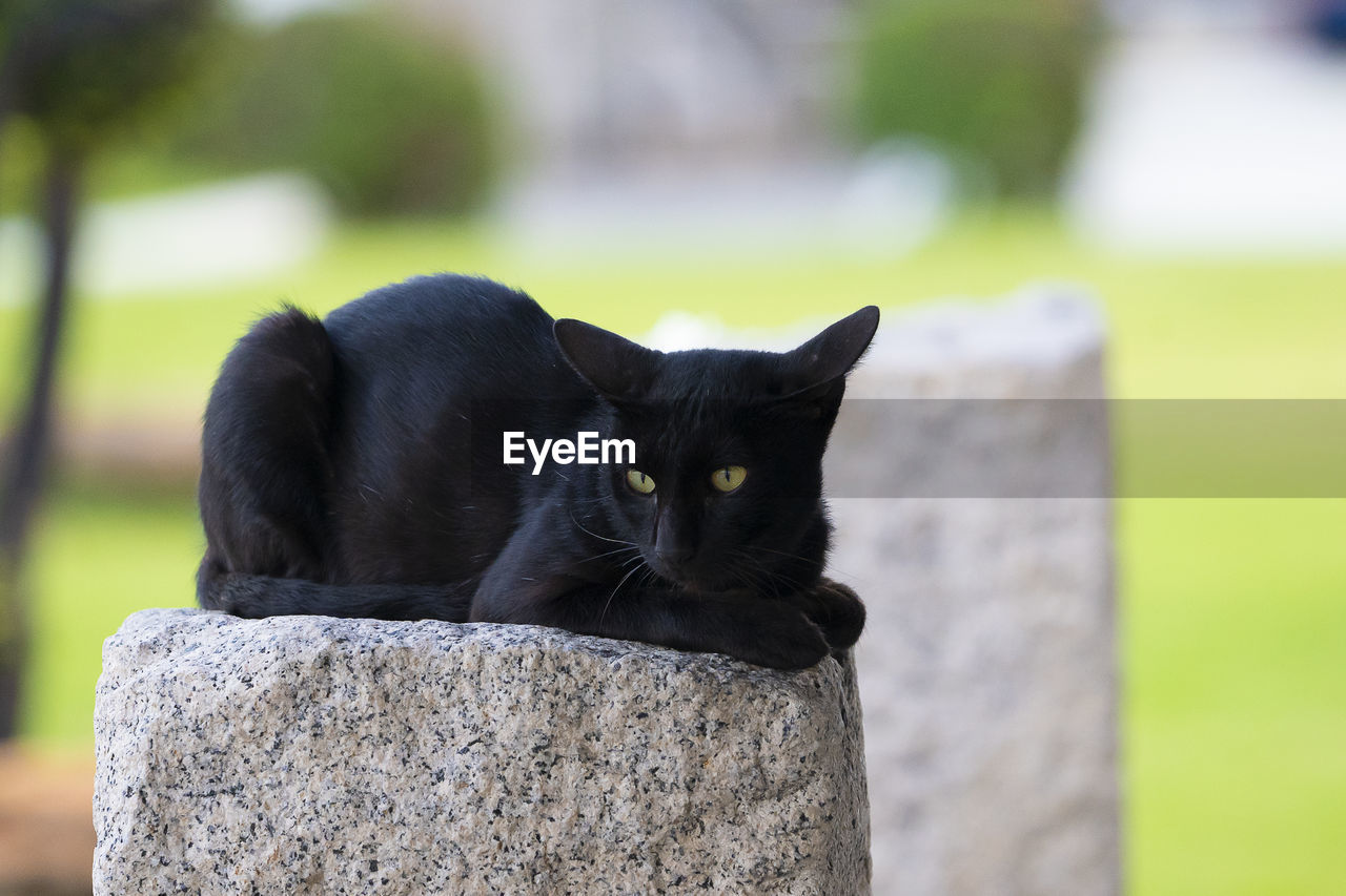 BLACK CAT AGAINST WALL