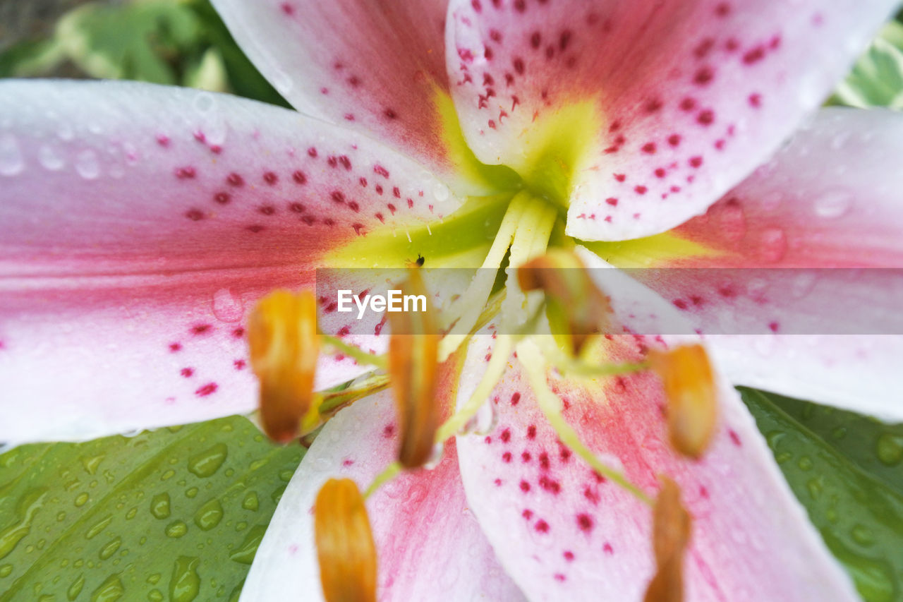 Heart of lily with water drops.