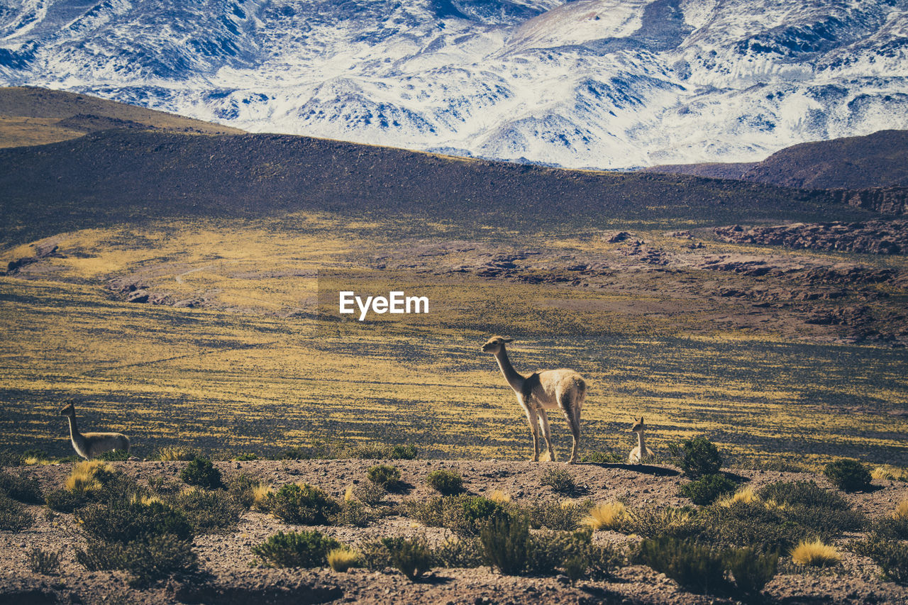 Vicuñas in its natural environment atacama