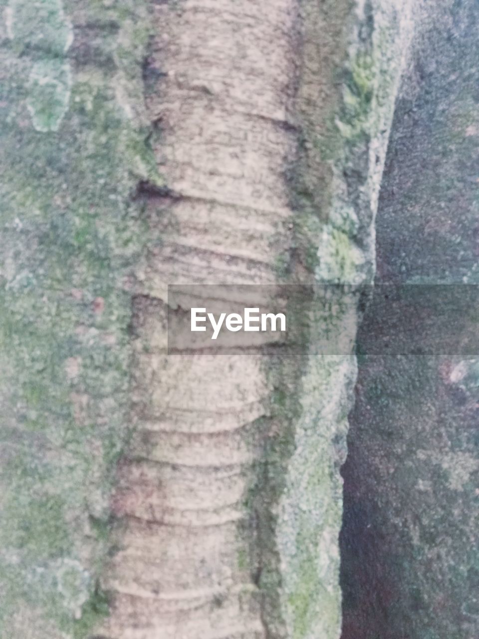 no people, day, textured, plant, nature, full frame, tree trunk, trunk, backgrounds, tree, close-up, outdoors, growth, green, pattern, beauty in nature, land, rough